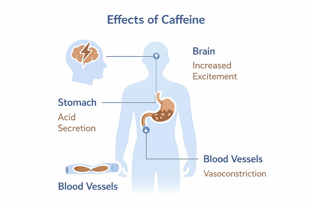 人体のシルエットに、カフェインが作用する3つのポイント（脳、胃、血管）をアイコンで示したインフォグラフィック